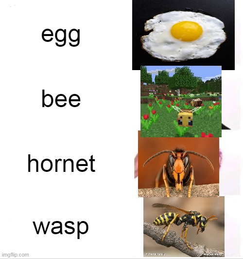 i dont even know what to name this | egg; bee; hornet; wasp | image tagged in memes,clown applying makeup | made w/ Imgflip meme maker