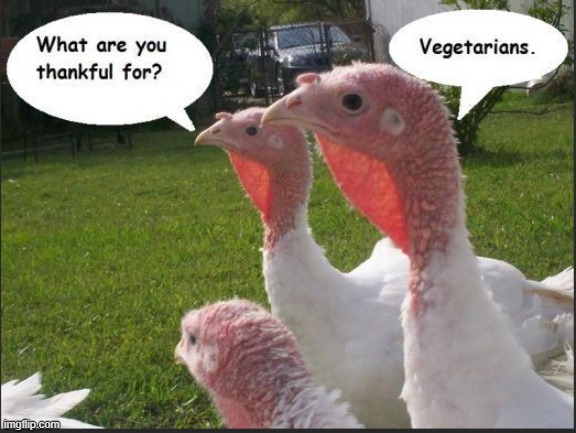 Me too. | image tagged in vegetarian,turkeys | made w/ Imgflip meme maker