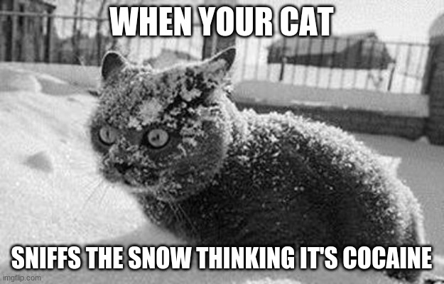 cocaine | WHEN YOUR CAT; SNIFFS THE SNOW THINKING IT'S COCAINE | image tagged in so much cocaine cat | made w/ Imgflip meme maker