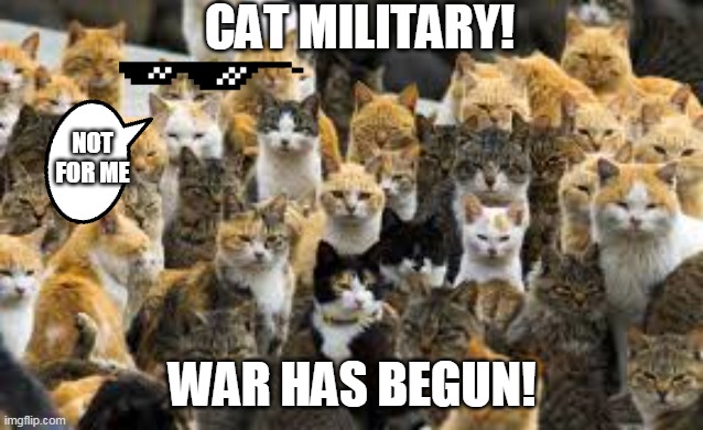 CAT MILITARY BUT ONE REFUSES | CAT MILITARY! NOT FOR ME; WAR HAS BEGUN! | image tagged in cat,military,gun,sunglasses,deal with it | made w/ Imgflip meme maker
