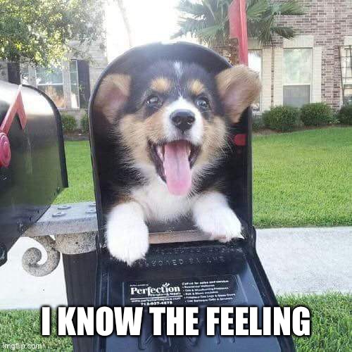 Cute doggo in mailbox | I KNOW THE FEELING | image tagged in cute doggo in mailbox | made w/ Imgflip meme maker