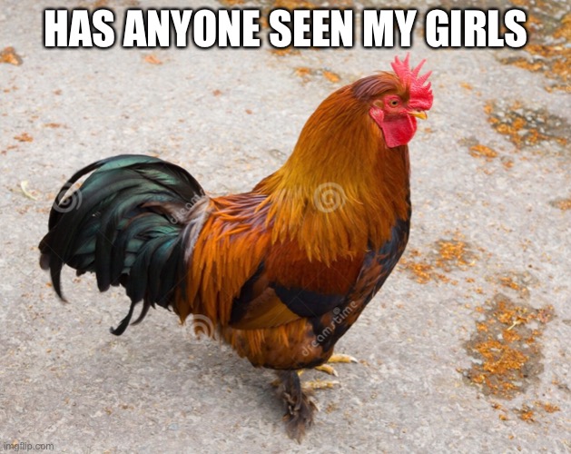 Chicken | HAS ANYONE SEEN MY GIRLS | image tagged in on my own | made w/ Imgflip meme maker