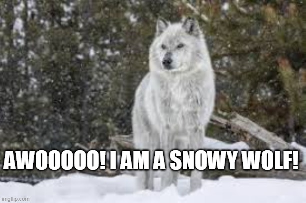 yooskoos | AWOOOOO! I AM A SNOWY WOLF! | made w/ Imgflip meme maker