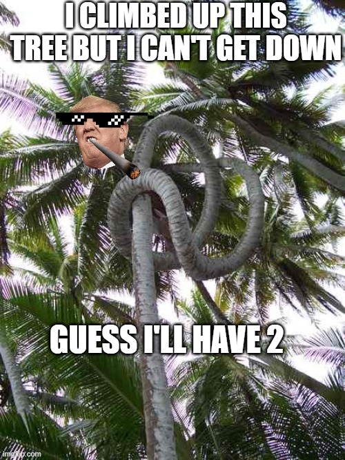 trippyness | I CLIMBED UP THIS TREE BUT I CAN'T GET DOWN; GUESS I'LL HAVE 2 | image tagged in trippyness | made w/ Imgflip meme maker