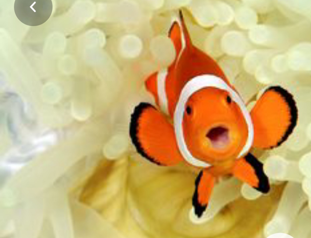 Happy Goldfish Blank Meme Template