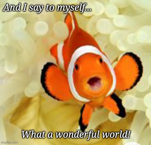 Happy clownfish | And I say to myself... What a wonderful world! | image tagged in happy fish | made w/ Imgflip meme maker