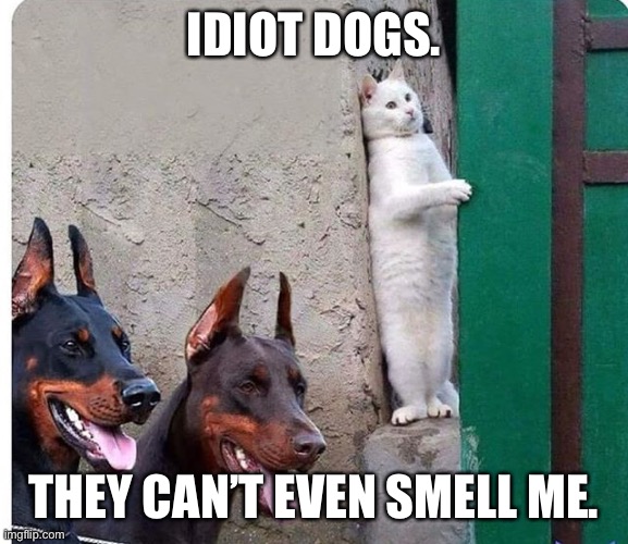 Hidden cat |  IDIOT DOGS. THEY CAN’T EVEN SMELL ME. | image tagged in hidden cat | made w/ Imgflip meme maker