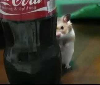 High Quality Hamster Cola Blank Meme Template