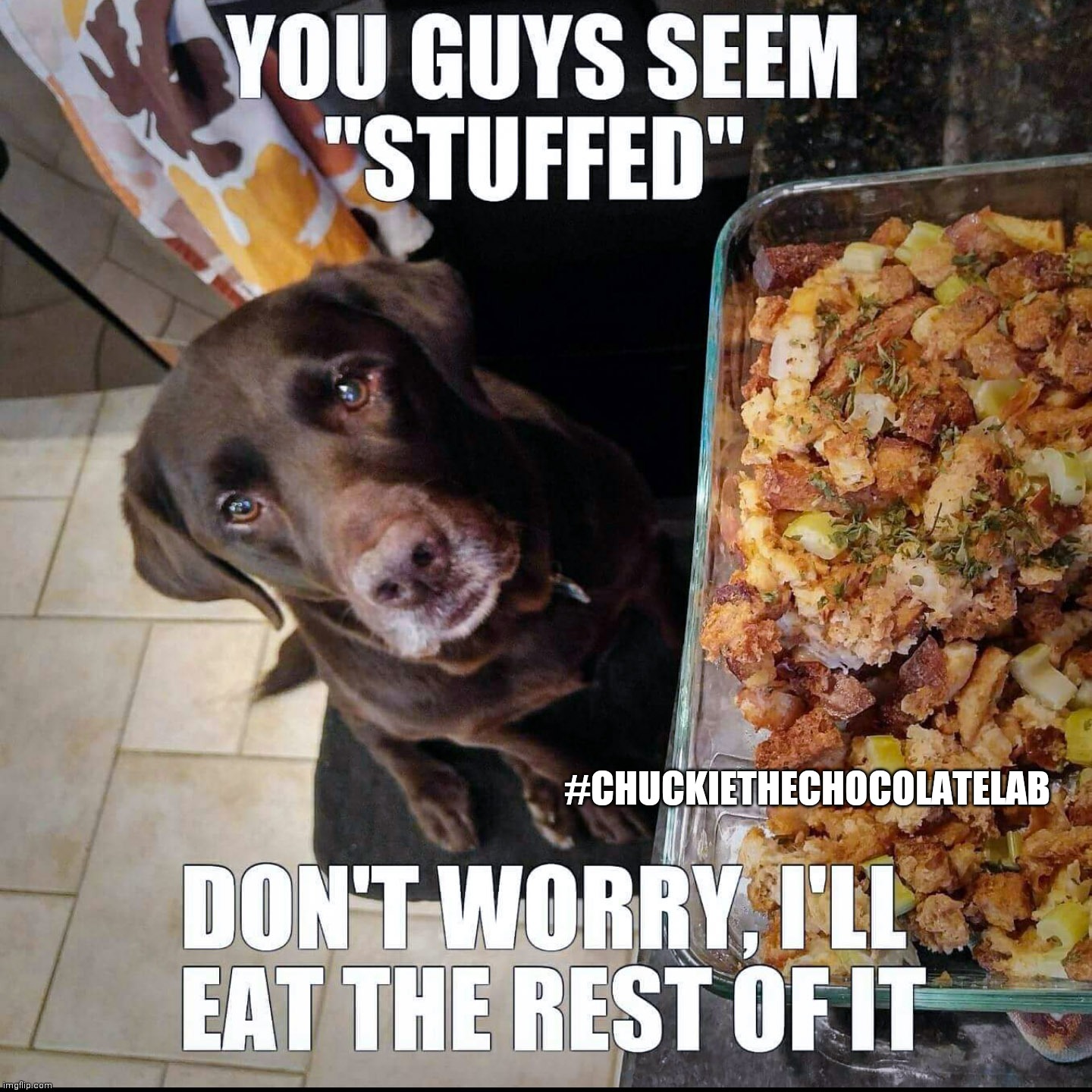 You seem stuffed! | #CHUCKIETHECHOCOLATELAB | image tagged in chuckie the chocolate lab,stuffing,holidays,thanksgiving,dogs,memes | made w/ Imgflip meme maker
