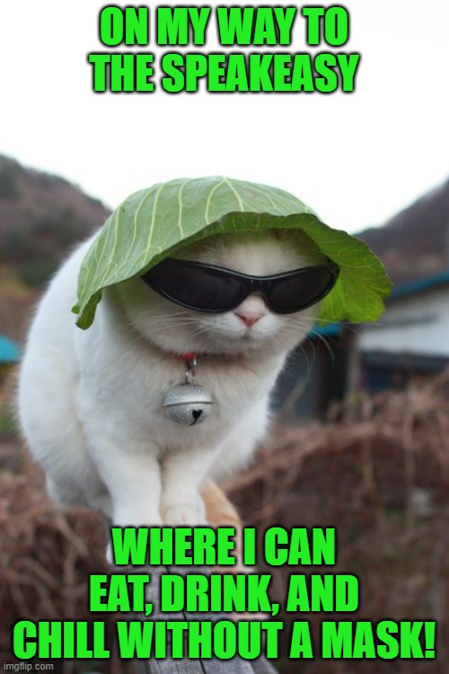 undercover cat | ON MY WAY TO THE SPEAKEASY WHERE I CAN EAT, DRINK, AND CHILL WITHOUT A MASK! | image tagged in undercover cat | made w/ Imgflip meme maker