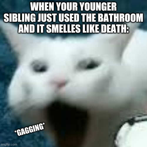 gag | WHEN YOUR YOUNGER SIBLING JUST USED THE BATHROOM AND IT SMELLES LIKE DEATH:; *GAGGING* | image tagged in gagging cat | made w/ Imgflip meme maker
