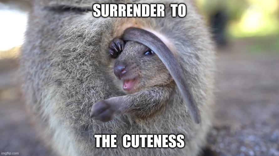 Quokka Joey: Surrender To The Cuteness | SURRENDER  TO; THE  CUTENESS | image tagged in quokka,marsupial,joey,baby,surrender,cuteness | made w/ Imgflip meme maker