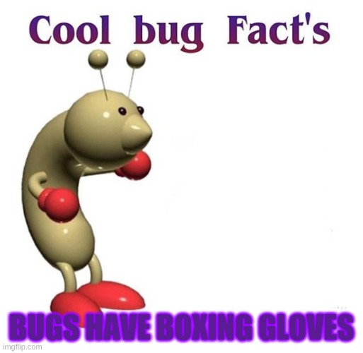 Boxing Gloves??? | BUGS HAVE BOXING GLOVES | image tagged in cool bug facts,memes,fun | made w/ Imgflip meme maker