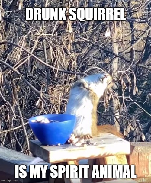 Drunk Squirrel | DRUNK SQUIRREL; IS MY SPIRIT ANIMAL | image tagged in drunk squirrel,spirit animal,nature,lol | made w/ Imgflip meme maker