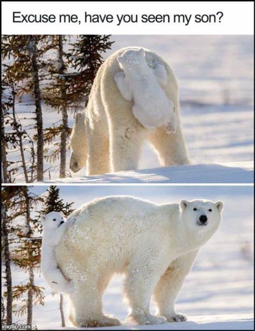 image tagged in polar bear,hello polar bear,memes,funny,polar bears,funy memes | made w/ Imgflip meme maker