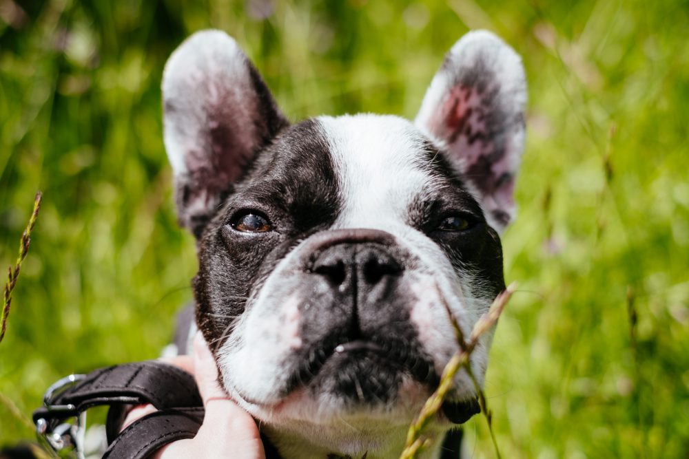 High Quality Contemptuous French Bulldog Blank Meme Template