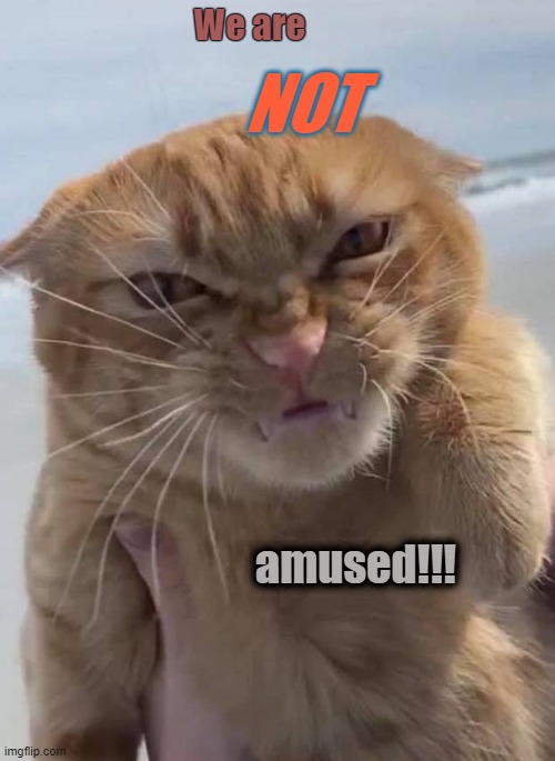 Miffed Kitty | We are; NOT; amused!!! | image tagged in grumpy cat | made w/ Imgflip meme maker