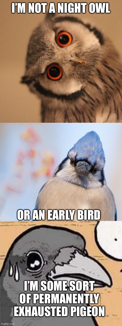 This is true | I’M NOT A NIGHT OWL; OR AN EARLY BIRD; I’M SOME SORT OF PERMANENTLY EXHAUSTED PIGEON | image tagged in inquisitve owl,blue jay,get better material meme | made w/ Imgflip meme maker