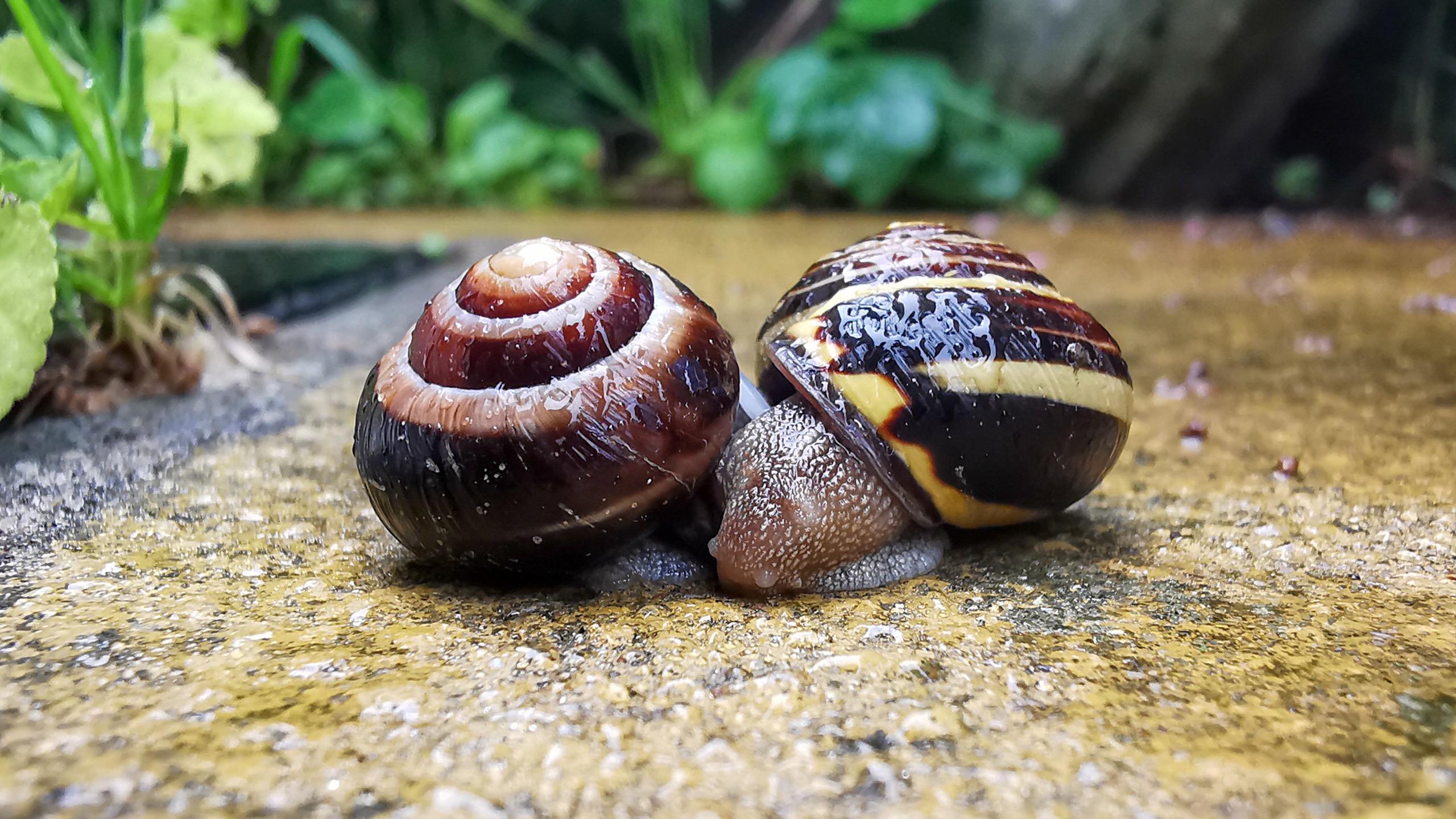 Even snails need a hug Blank Meme Template