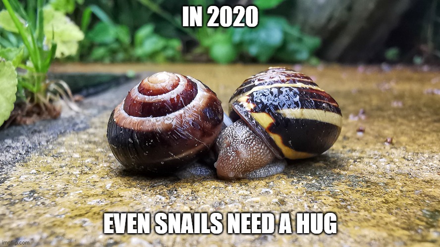 In 2020 even snails need a hug | IN 2020; EVEN SNAILS NEED A HUG | image tagged in even snails need a hug,hugs,cuddle,cute,snail | made w/ Imgflip meme maker