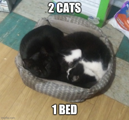 STAYING WARM I GUESS | 2 CATS; 1 BED | image tagged in cats,funny cats | made w/ Imgflip meme maker