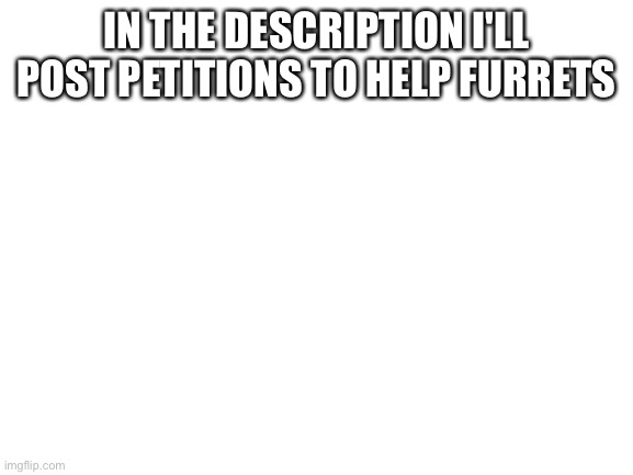 Blank White Template | IN THE DESCRIPTION I'LL POST PETITIONS TO HELP FURRETS | image tagged in blank white template | made w/ Imgflip meme maker