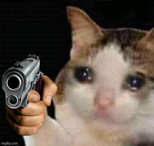 Sad cat pointing gun | image tagged in sad cat pointing gun | made w/ Imgflip meme maker