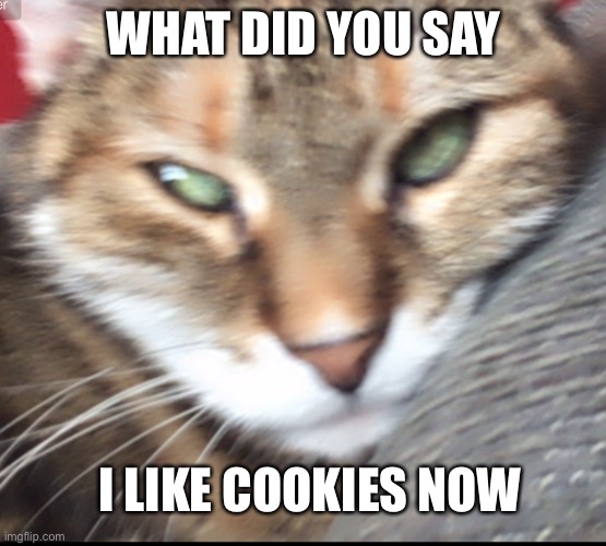 WHAT DID YOU SAY I LIKE COOKIES NOW | made w/ Imgflip meme maker