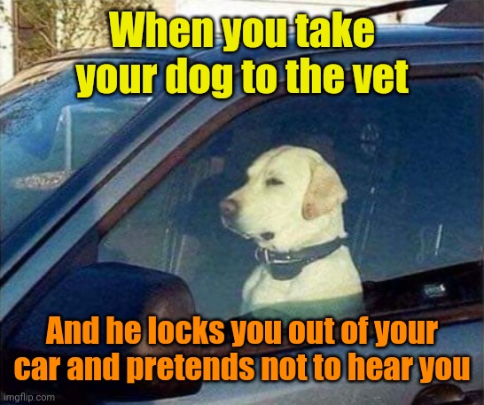 Not today, human! | When you take your dog to the vet; And he locks you out of your car and pretends not to hear you | image tagged in dog,tricks,owner,funny dog memes | made w/ Imgflip meme maker