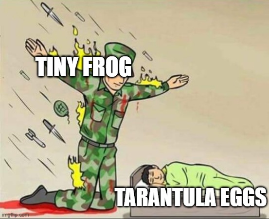 Soldier protecting sleeping child | TINY FROG TARANTULA EGGS | image tagged in soldier protecting sleeping child | made w/ Imgflip meme maker