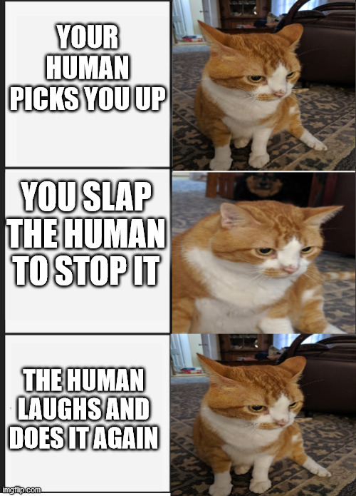 Custom meme template I made with my cat Fred! Please don't steal i and claim it's your cat. I'm done with that | YOUR HUMAN PICKS YOU UP; YOU SLAP THE HUMAN TO STOP IT; THE HUMAN LAUGHS AND DOES IT AGAIN | image tagged in panik kalm panik,fred,orange cat | made w/ Imgflip meme maker