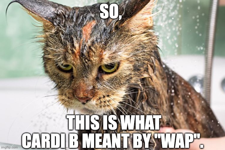 WAP? | SO, THIS IS WHAT CARDI B MEANT BY "WAP". | image tagged in cats | made w/ Imgflip meme maker