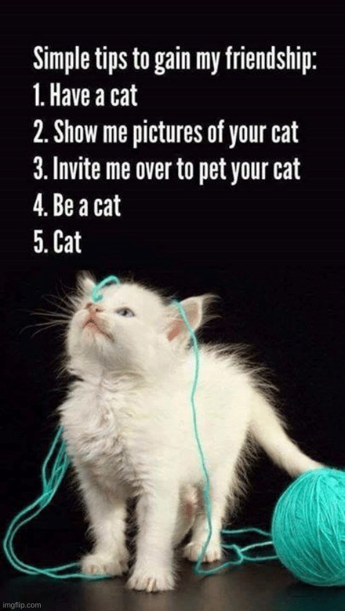 ANother way for my friendship | image tagged in cat,friends | made w/ Imgflip meme maker