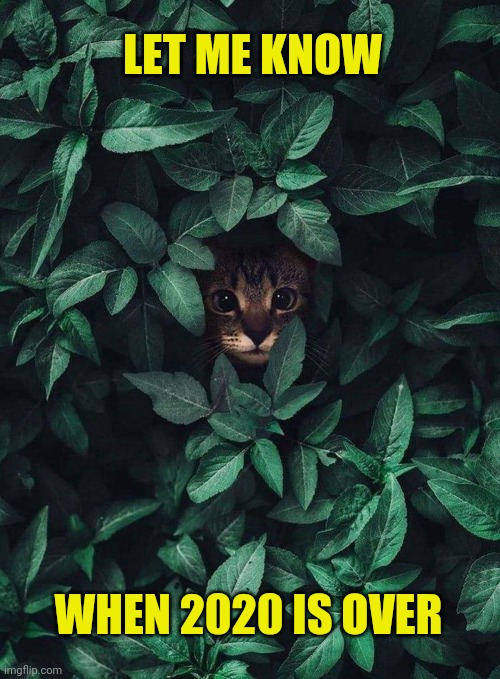 Hiding kitty | LET ME KNOW; WHEN 2020 IS OVER | image tagged in kitten,hiding,cute kittens,2020 | made w/ Imgflip meme maker