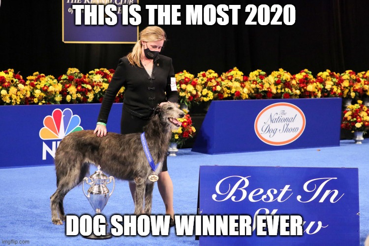 THIS IS THE MOST 2020 DOG SHOW WINNER EVER | made w/ Imgflip meme maker