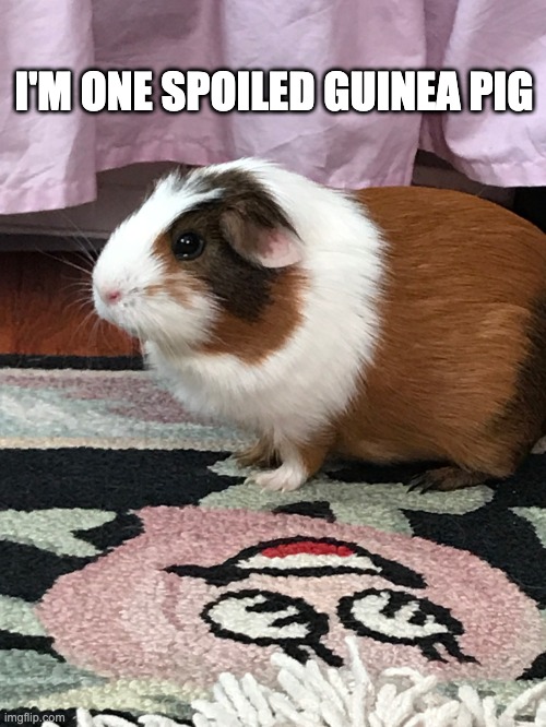 Guinea pig | I'M ONE SPOILED GUINEA PIG | image tagged in spoiled | made w/ Imgflip meme maker