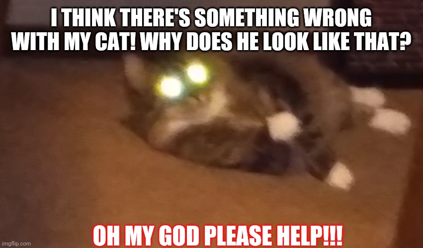 Help! | I THINK THERE'S SOMETHING WRONG WITH MY CAT! WHY DOES HE LOOK LIKE THAT? OH MY GOD PLEASE HELP!!! | image tagged in creepy cat | made w/ Imgflip meme maker