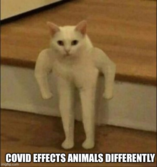 Buff Cat | COVID EFFECTS ANIMALS DIFFERENTLY | image tagged in buff cat | made w/ Imgflip meme maker