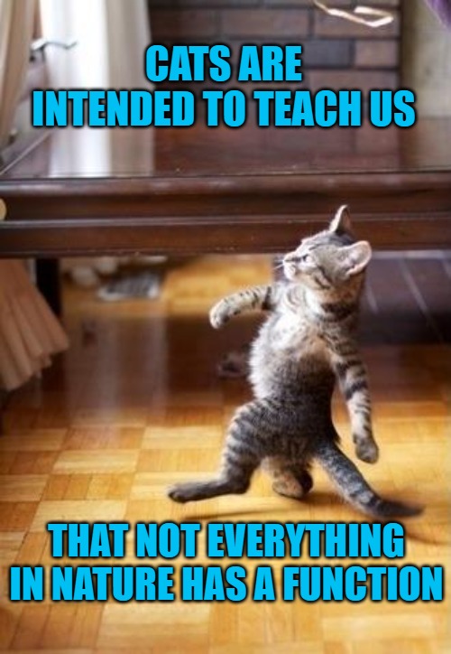Cool Cat Stroll | CATS ARE INTENDED TO TEACH US; THAT NOT EVERYTHING IN NATURE HAS A FUNCTION | image tagged in memes,cool cat stroll | made w/ Imgflip meme maker