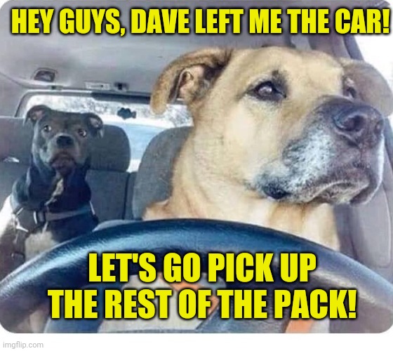 Dog driving | HEY GUYS, DAVE LEFT ME THE CAR! LET'S GO PICK UP THE REST OF THE PACK! | image tagged in dog driving | made w/ Imgflip meme maker