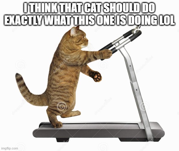 I THINK THAT CAT SHOULD DO EXACTLY WHAT THIS ONE IS DOING LOL | made w/ Imgflip meme maker