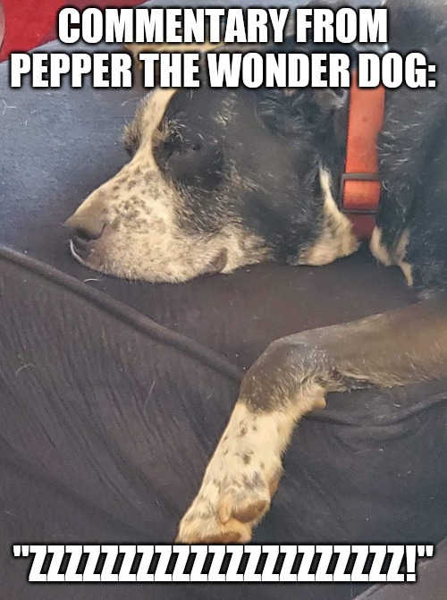 Commentary from Pepper the wonder dog | COMMENTARY FROM PEPPER THE WONDER DOG:; "ZZZZZZZZZZZZZZZZZZZZZ!" | image tagged in dogs | made w/ Imgflip meme maker