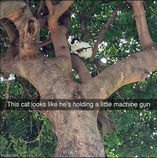 This cat is gonna kill you | image tagged in cat,machine gun | made w/ Imgflip meme maker