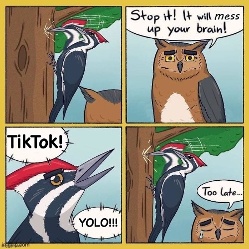 Woodpecker turn dangerous levels of stupid. | TikTok! YOLO!!! | image tagged in bird pecking tree,tik tok sucks,yolo,i hate it when,too many tags,birds | made w/ Imgflip meme maker
