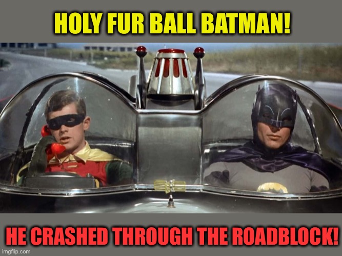 HOLY FUR BALL BATMAN! HE CRASHED THROUGH THE ROADBLOCK! | made w/ Imgflip meme maker