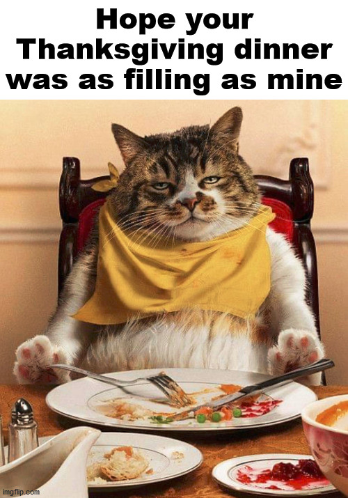 Hope your Thanksgiving dinner was as filling as mine | image tagged in cats | made w/ Imgflip meme maker