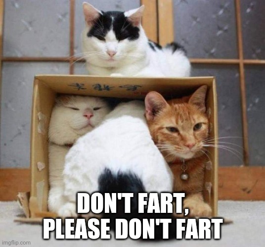 To fart or not to fart |  DON'T FART, PLEASE DON'T FART | image tagged in funny cats,farting cats,cats in a box | made w/ Imgflip meme maker