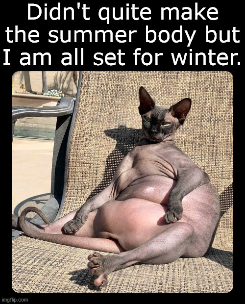 Didn't quite make the summer body but I am all set for winter. | image tagged in cats | made w/ Imgflip meme maker