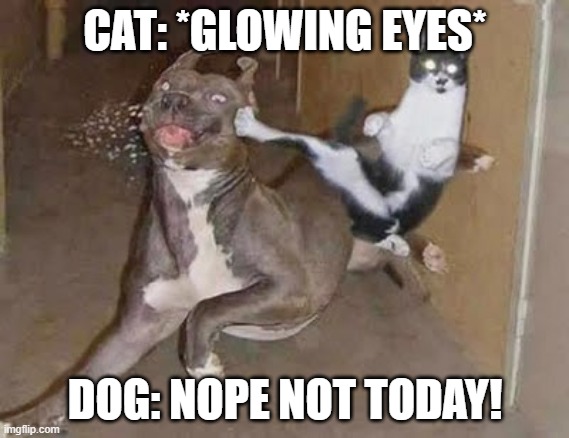 GET REKT | CAT: *GLOWING EYES*; DOG: NOPE NOT TODAY! | image tagged in get rekt | made w/ Imgflip meme maker