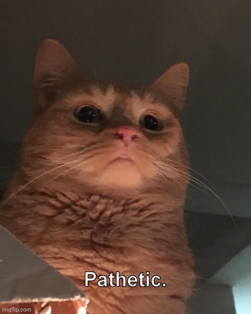 Pathetic cat | image tagged in pathetic cat | made w/ Imgflip meme maker